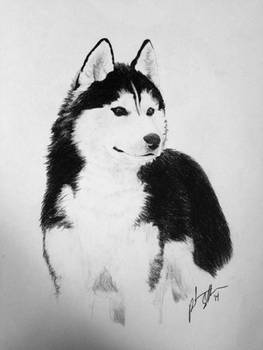 Husky