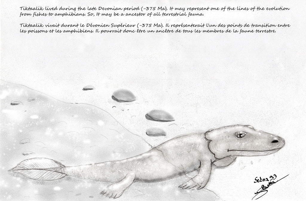 Tiktaalik