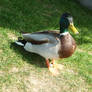 Duck