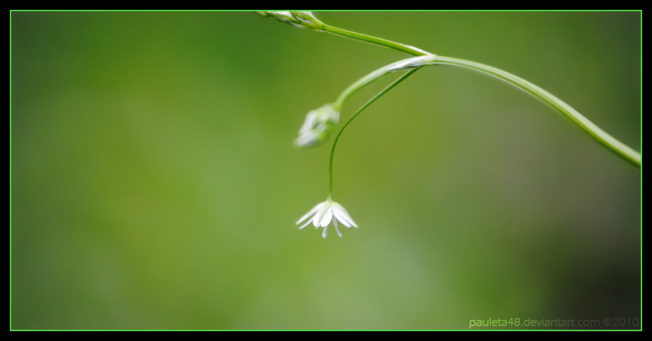 A certain shade of Green