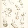 Bernini hands and feet studies 1-3-2015