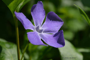 Fiore selvatico, Vinca herbacea