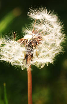 The Spirit of Dandelions