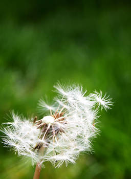 Ruffling Breeze Let Me Fly