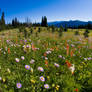 Alpine flowers