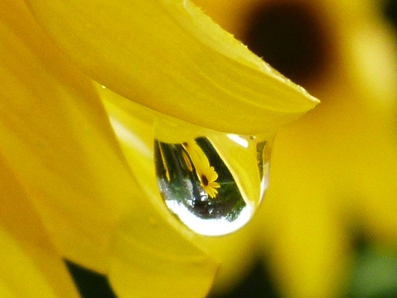 drop on sunflower