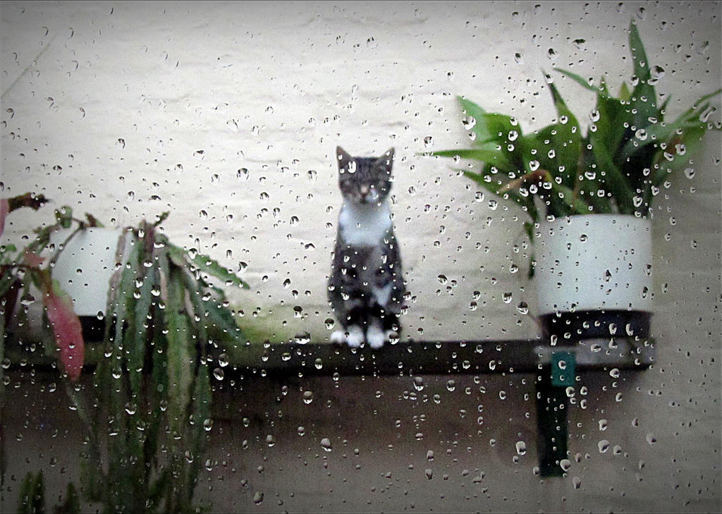 Minette in the rain