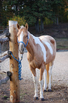 Calico Palomino