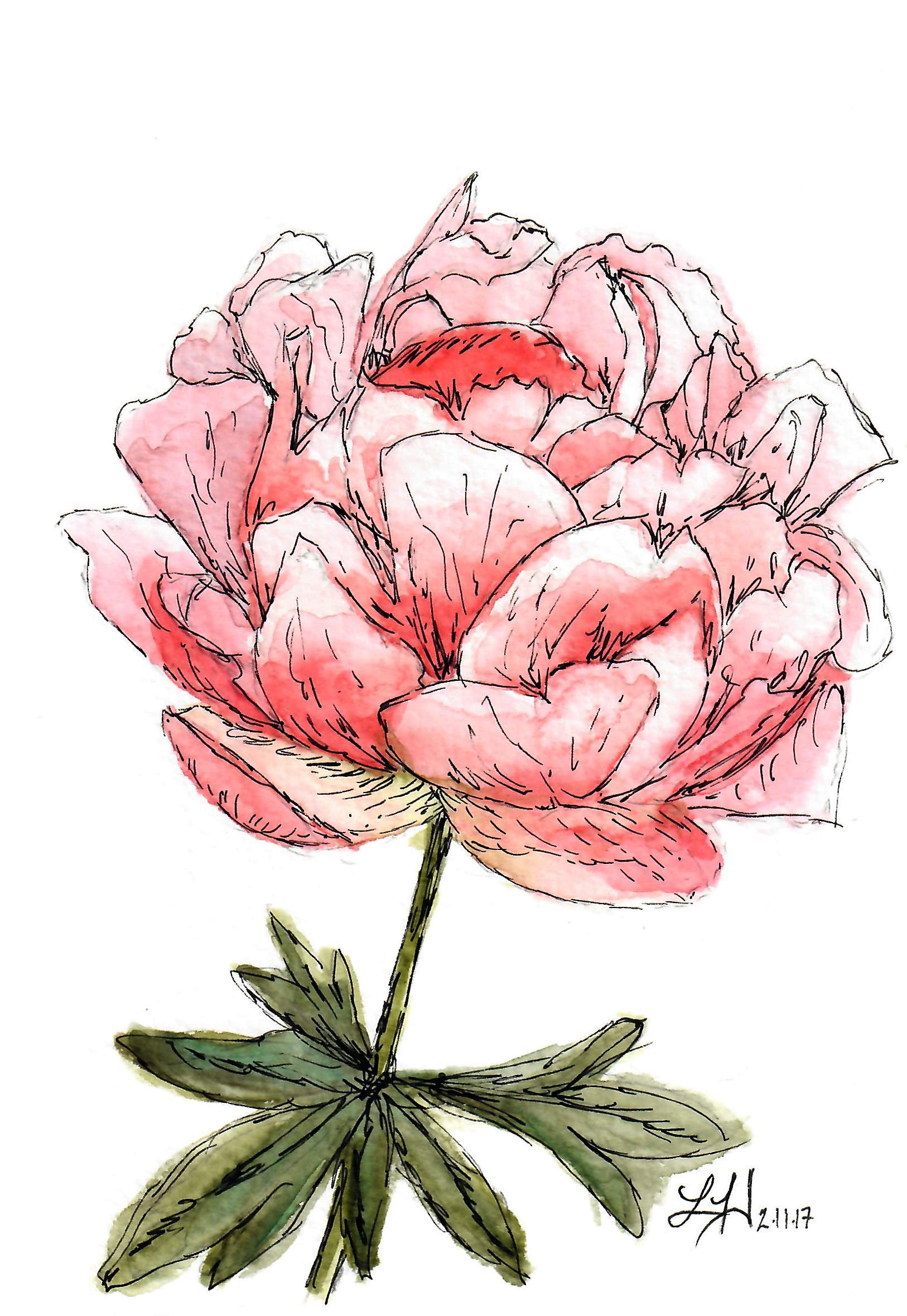 Peony