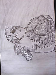 Tortoise in Shadow Grass