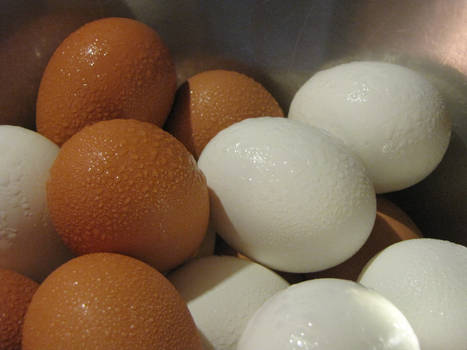 eggs