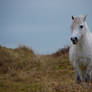 Welsh Mountain Pony II