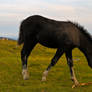 Wild Foal on Bodmin