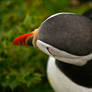 Puffin from Above