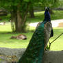 Peacock's cape