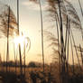 Reeds in the Wind