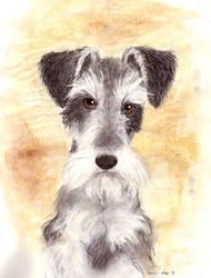 Severus Schnauzer