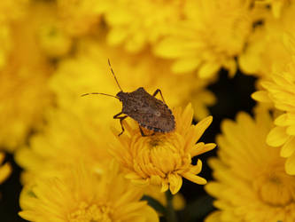 Stinkbug