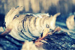 Still Curling by PatchworkPearl