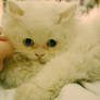 white kitten