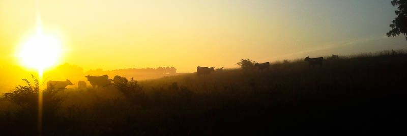 Misty Morning Sunrise