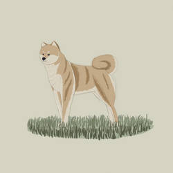 Shiba Inu