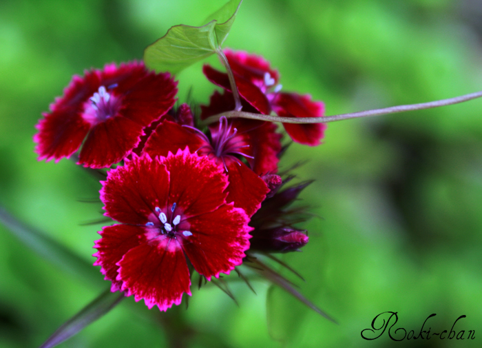 Red flower _01