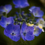 Ring of flowers