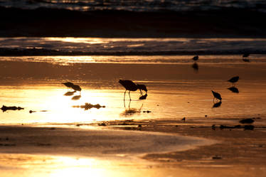 Birds at Sunset