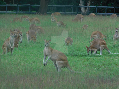 Wallabies