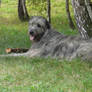 Irish wolfhound