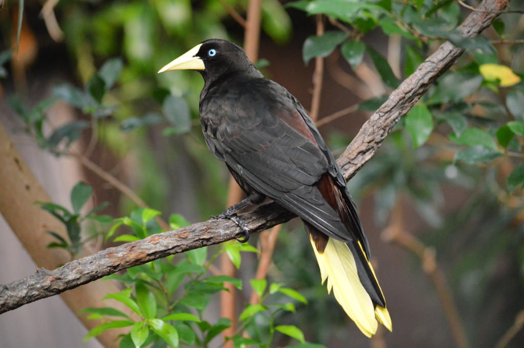 Yellow-rumped Cacique