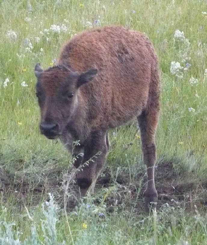 Baby bison