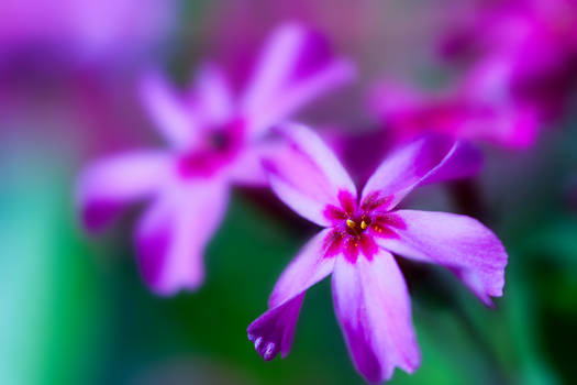 colorful macro flower