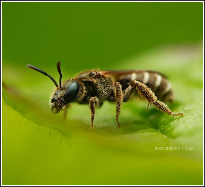 Little bit tired bee