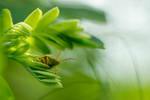 On motives of fairy tales ... by Viand