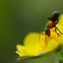 Ant and a flower...
