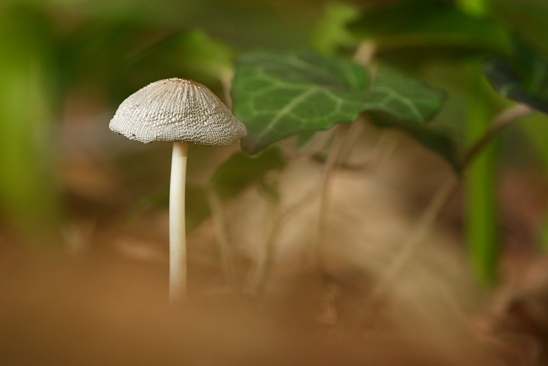 Mushroom