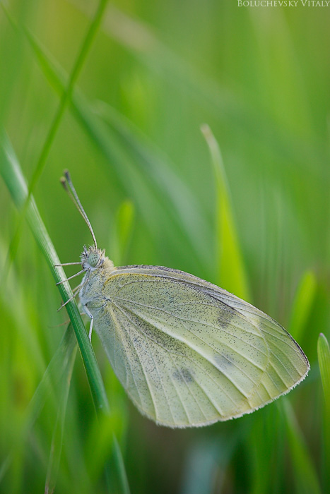 Where butterflies hide.. ?