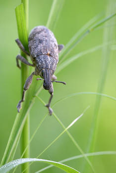 weevil