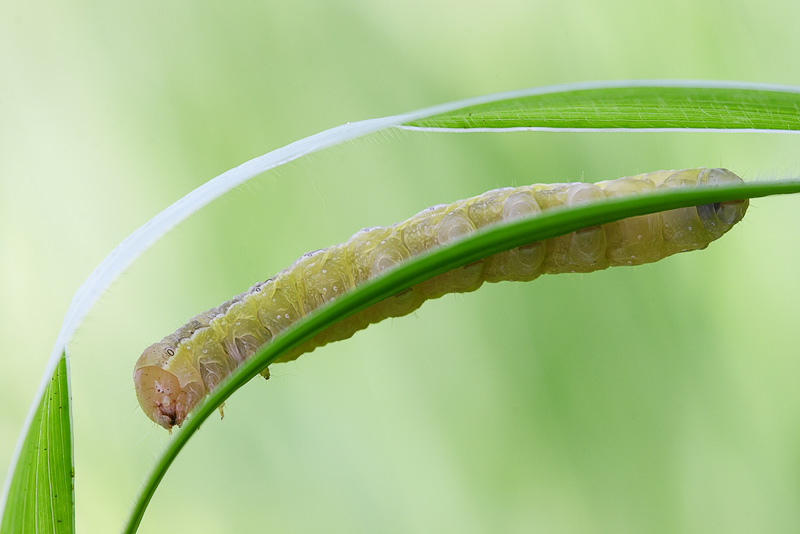 Life under a leaf of grass