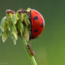 Adoration of high aphid