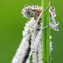 Dragonfly like the waterdrops