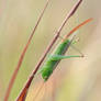 Grasshopper with a tail