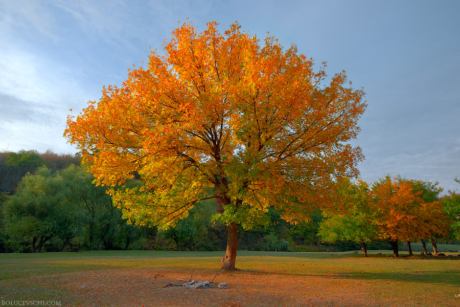 The golden tree