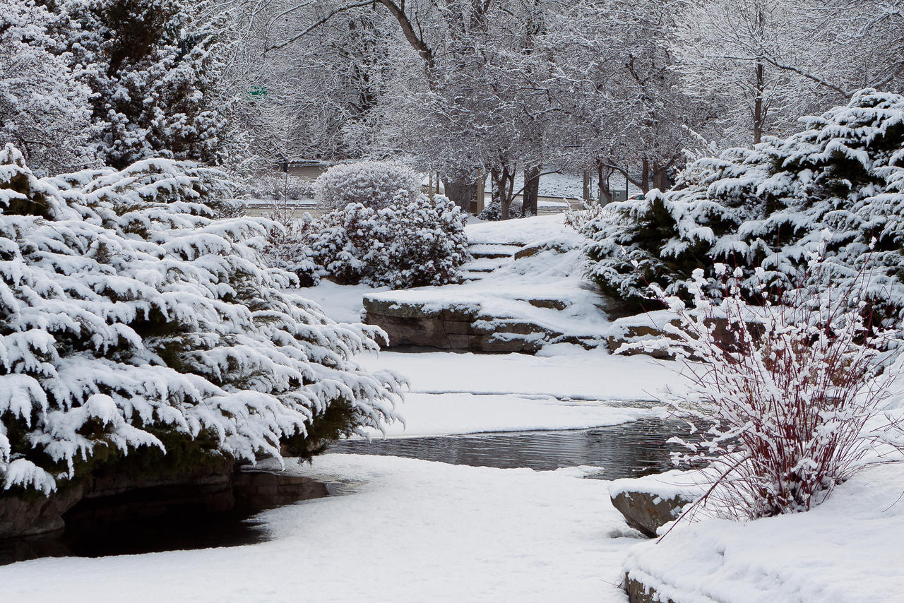 Snowy Garden