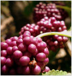 Berries by anngardner89