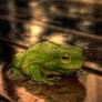 frog in the rain HDR