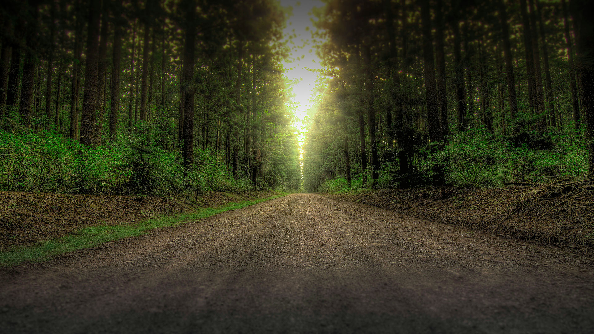 HDR Pine Forest (Dark)