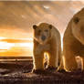 Polar Bear In Sunset